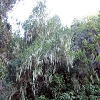 Plants: image 6 Of 208 Thumb